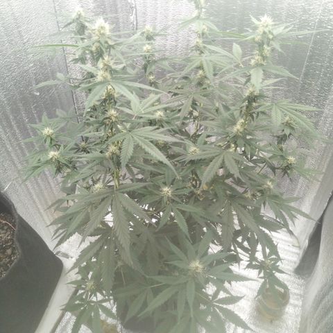 Amirani Auto - Caucasian  growlog timeline photo