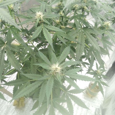 Amirani Auto - Caucasian  growlog timeline photo