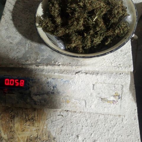 Gorila Zkittlez Auto Barney's Farm  growlog timeline photo