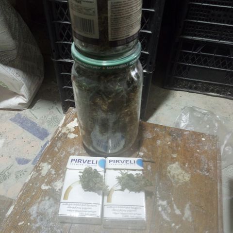 Gorila Zkittlez Auto Barney's Farm  growlog timeline photo