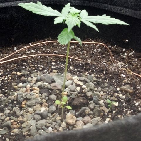 Gorilla Glue Auto Barney's Farm  growlog timeline photo