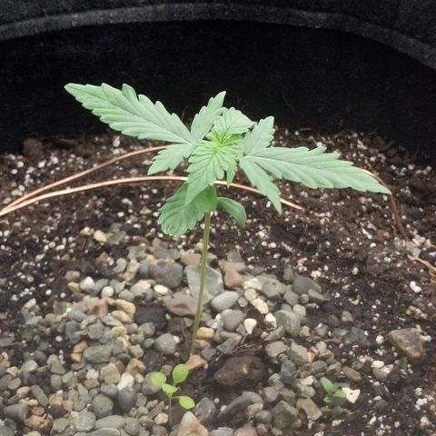 Gorilla Glue Auto Barney's Farm  growlog timeline photo