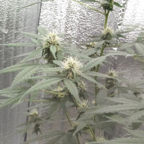Amirani Auto - Caucasian  growlog timeline photo