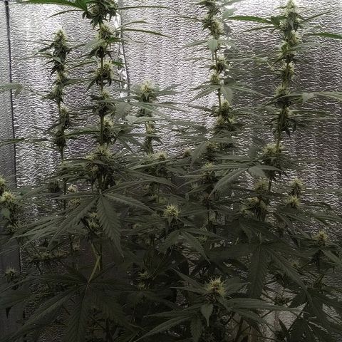 Amirani Auto - Caucasian  growlog timeline photo