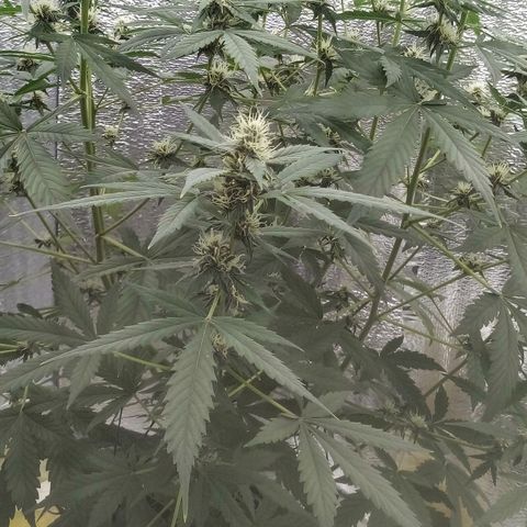 Amirani Auto - Caucasian  growlog timeline photo