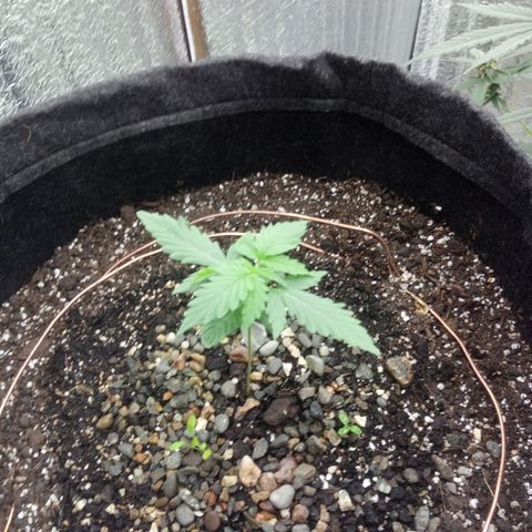 Gorilla Glue Auto Barney's Farm  growlog timeline photo