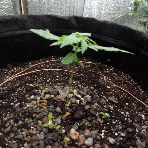 Gorilla Glue Auto Barney's Farm  growlog timeline photo
