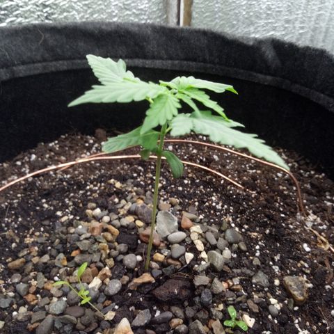 Gorilla Glue Auto Barney's Farm  growlog timeline photo
