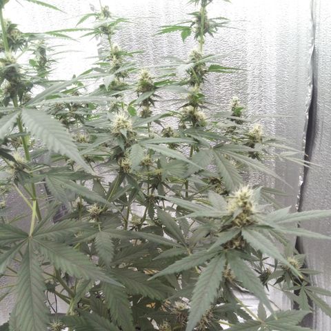 Amirani Auto - Caucasian  growlog timeline photo