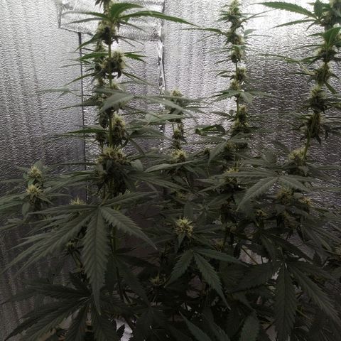 Amirani Auto - Caucasian  growlog timeline photo