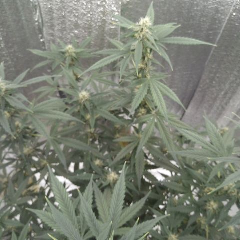Amirani Auto - Caucasian  growlog timeline photo