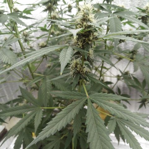Amirani Auto - Caucasian  growlog timeline photo