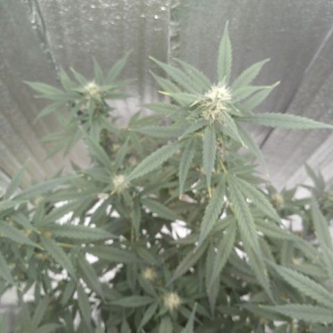 Amirani Auto - Caucasian  growlog timeline photo