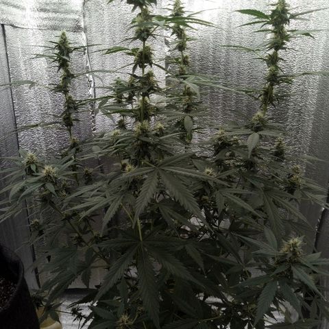 Amirani Auto - Caucasian  growlog timeline photo