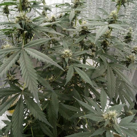 Amirani Auto - Caucasian  growlog timeline photo