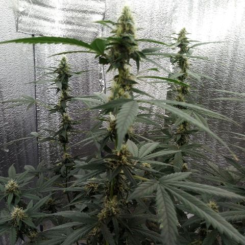 Amirani Auto - Caucasian  growlog timeline photo