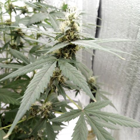 Amirani Auto - Caucasian  growlog timeline photo