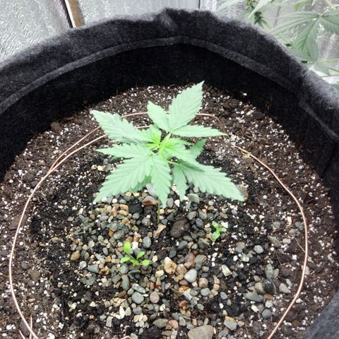 Gorilla Glue Auto Barney's Farm  growlog timeline photo