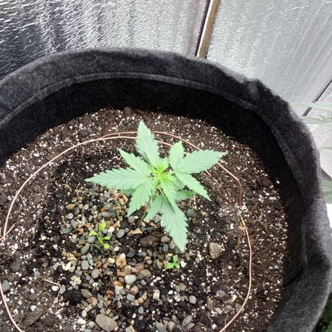 Gorilla Glue Auto Barney's Farm  growlog timeline photo