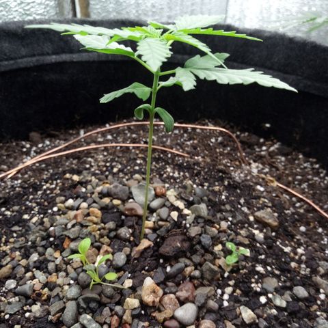 Gorilla Glue Auto Barney's Farm  growlog timeline photo
