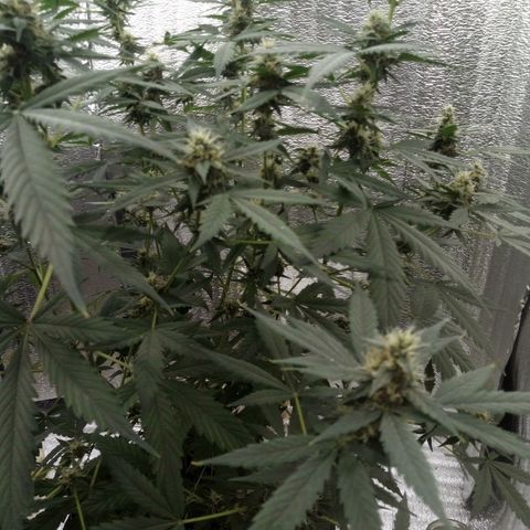 Amirani Auto - Caucasian  growlog timeline photo