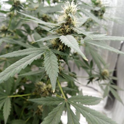 Amirani Auto - Caucasian  growlog timeline photo