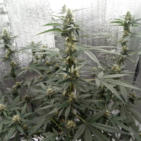 Amirani Auto - Caucasian  growlog timeline photo