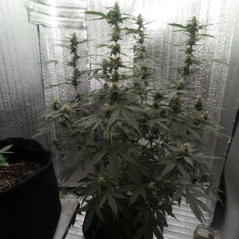 Amirani Auto - Caucasian  growlog timeline photo