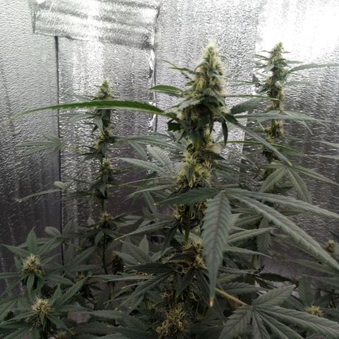 Amirani Auto - Caucasian  growlog timeline photo