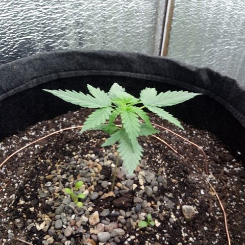 Gorilla Glue Auto Barney's Farm  growlog timeline photo