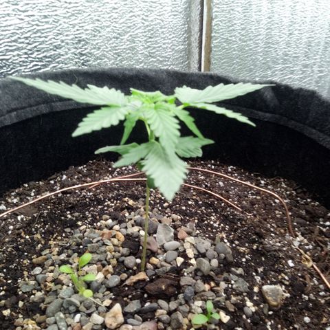 Gorilla Glue Auto Barney's Farm  growlog timeline photo