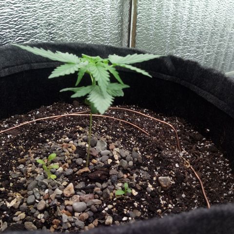 Gorilla Glue Auto Barney's Farm  growlog timeline photo