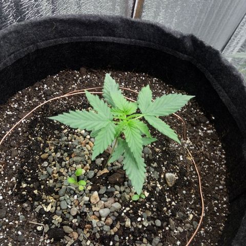 Gorilla Glue Auto Barney's Farm  growlog timeline photo