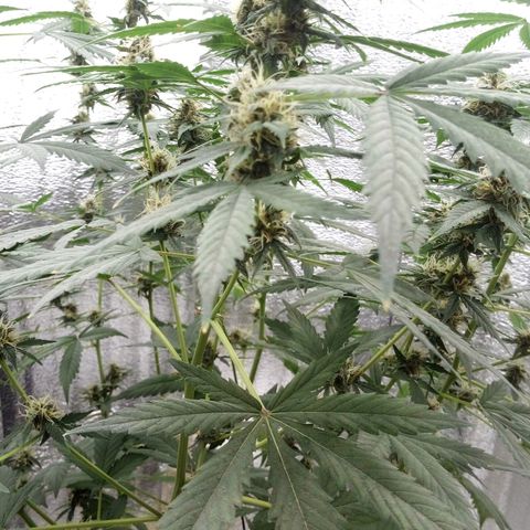Amirani Auto - Caucasian  growlog timeline photo