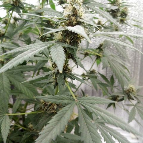 Amirani Auto - Caucasian  growlog timeline photo