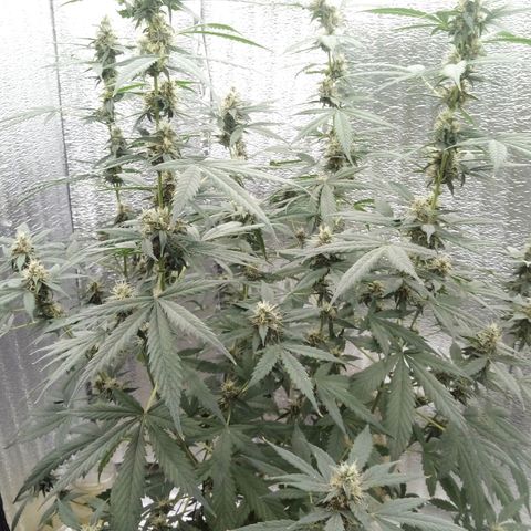 Amirani Auto - Caucasian  growlog timeline photo