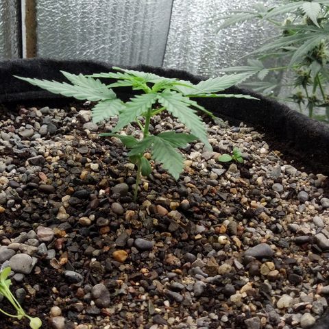 Gorilla Glue Auto Barney's Farm  growlog timeline photo