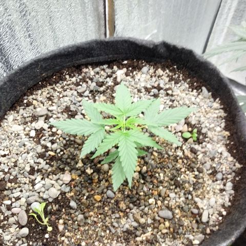 Gorilla Glue Auto Barney's Farm  growlog timeline photo