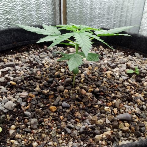 Gorilla Glue Auto Barney's Farm  growlog timeline photo