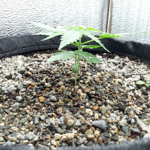 Gorilla Glue Auto Barney's Farm  growlog timeline photo