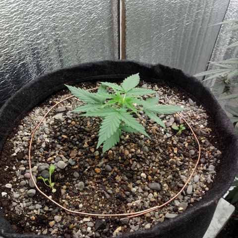Gorilla Glue Auto Barney's Farm  growlog timeline photo
