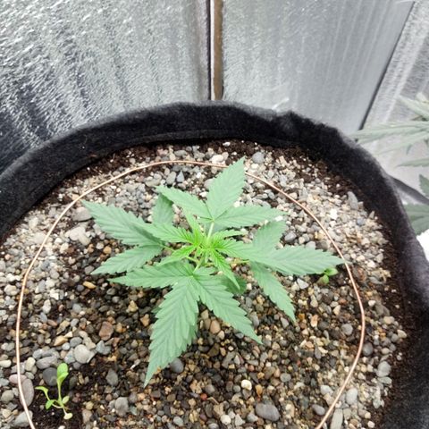 Gorilla Glue Auto Barney's Farm  growlog timeline photo