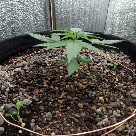 Gorilla Glue Auto Barney's Farm  growlog timeline photo