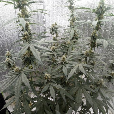 Amirani Auto - Caucasian  growlog timeline photo