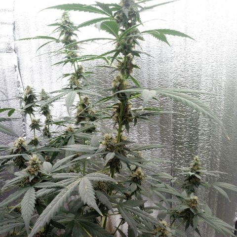 Amirani Auto - Caucasian  growlog timeline photo