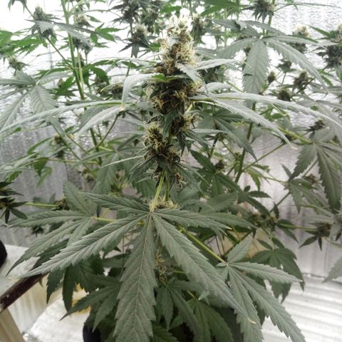 Amirani Auto - Caucasian  growlog timeline photo