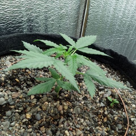 Gorilla Glue Auto Barney's Farm  growlog timeline photo