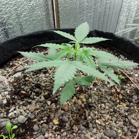 Gorilla Glue Auto Barney's Farm  growlog timeline photo