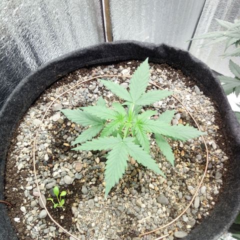 Gorilla Glue Auto Barney's Farm  growlog timeline photo