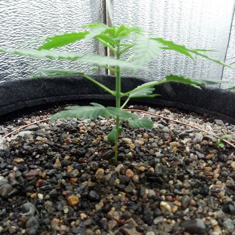 Gorilla Glue Auto Barney's Farm  growlog timeline photo